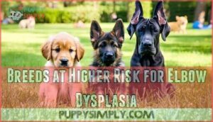breeds at higher risk for elbow dysplasia