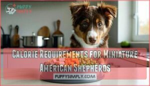 calorie requirements for miniature american shepherds