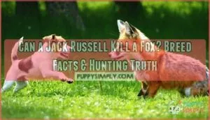 can a jack russell kill a fox