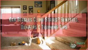 can beagles climb stairs