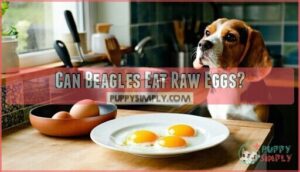 can beagles eat raw eggs