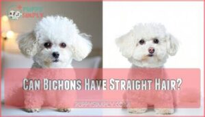 can bichons have straight hair