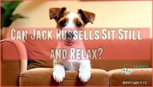 can jack russells sit still and relax
