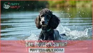 can poodles swim can poodles swim