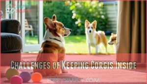 challenges of keeping corgis inside