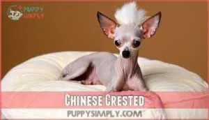 chinese crested chinese crested