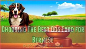 choosing the best dog food for bernese