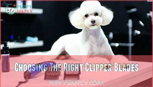 Stunning When To Replace The Clipper Blade For Poodles image