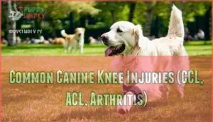 common canine knee injuries (ccl, acl, arthritis)