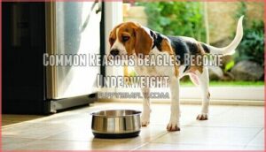 common reasons beagles become underweight
