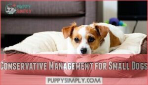 conservative management for small dogs