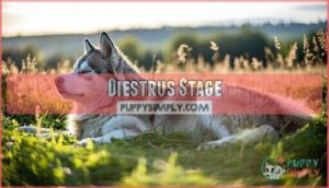 diestrus stage