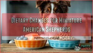 dietary changes for miniature american shepherds