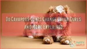 do cavapoos coats change color curls and more