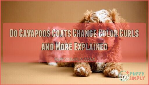 Do Cavapoos Coats Change Color Curls and More Explained