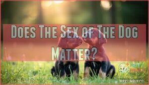 does the sex of the dog matter