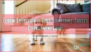 elbow dysplasia in dogs