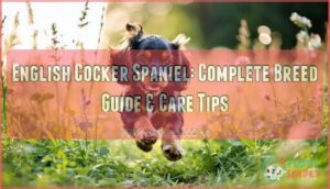 english cocker spaniel