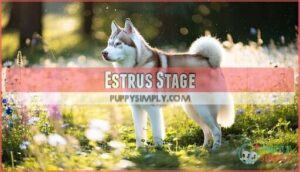 estrus stage