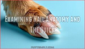 examining nail anatomy and the quick