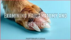 examining nail anatomy and the quick