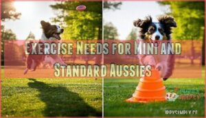 exercise needs for mini and standard aussies