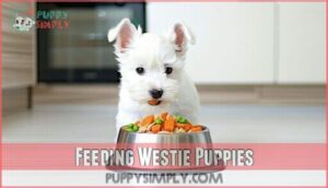 feeding westie puppies