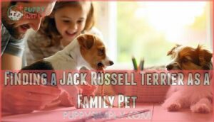 finding a jack russell terrier as a family pet
