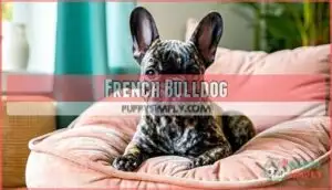 french bulldog