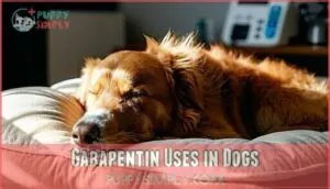 gabapentin uses in dogs