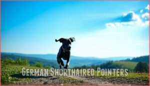 german shorthaired pointers