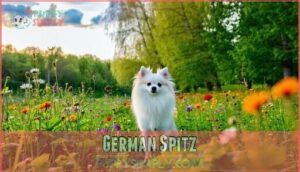 german spitz