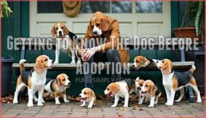 getting to know the dog before adoption