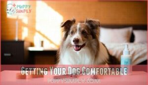 getting your dog comfortable