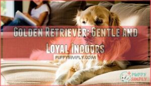golden retriever: gentle and loyal indoors