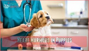 heart murmurs in puppies