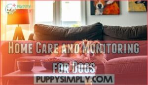 home care and monitoring for dogs