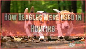 how beagles were used in hunting