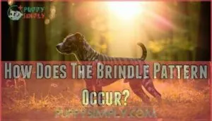 how does the brindle pattern occur