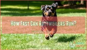 how fast can rottweilers run