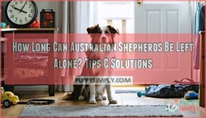 how long can australian shepherds be left alone