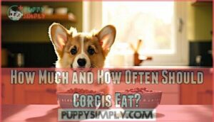 how much and how often should corgis eat