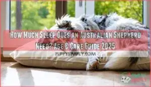 how much sleep does an australian shepherd need