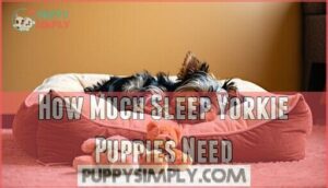how much sleep yorkie puppies need