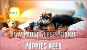 how much sleep yorkie puppies need