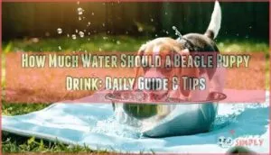 how much water should a beagle puppy drink