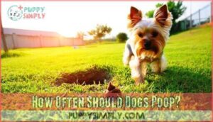 how often should dogs poop