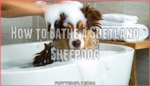 how to bathe a shetland sheepdog