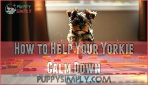 how to help your yorkie calm down