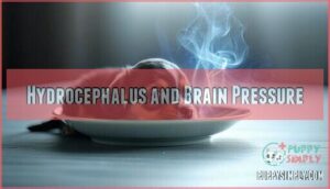 hydrocephalus and brain pressure